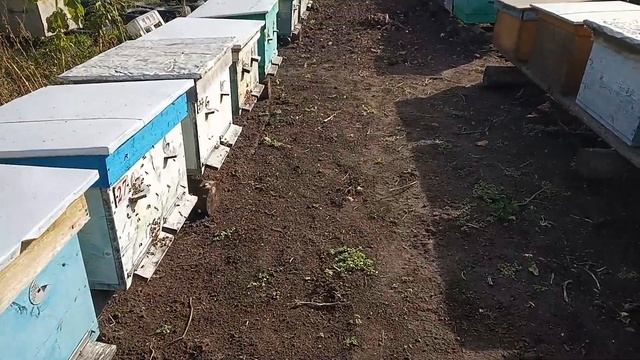 VID Облёт пчёл в октябре на Среднем Урале . смотреть онлайн