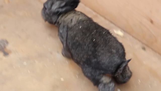 НЕЛЬЗЯ ТРОГАТЬ КРОЛЬЧАТ РУКАМИ! ВОТ ПОЧЕМУ... смотреть онлайн