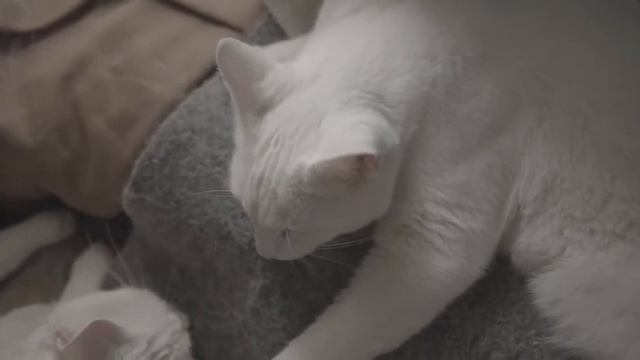 White Cat | Cat Health Problems Associated With White Cats | Koky Fun смотреть онлайн