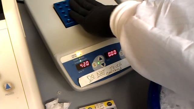 Heatshock Transformation Of Plasmid Dna Into Chemicaly Competent E Coli