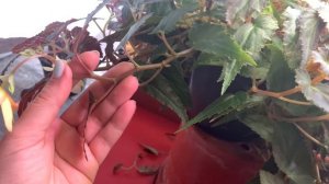 Бегония беллекония МАНГО зимовка в квартире советы и опыт от Анжелики