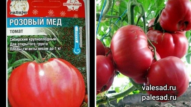 САМЫЕ КРУПНЫЕ, МЯСИСТЫЕ, СЛАДКИЕ СОРТА ТОМАТОВ для теплиц и открытого грунта! смотреть онлайн