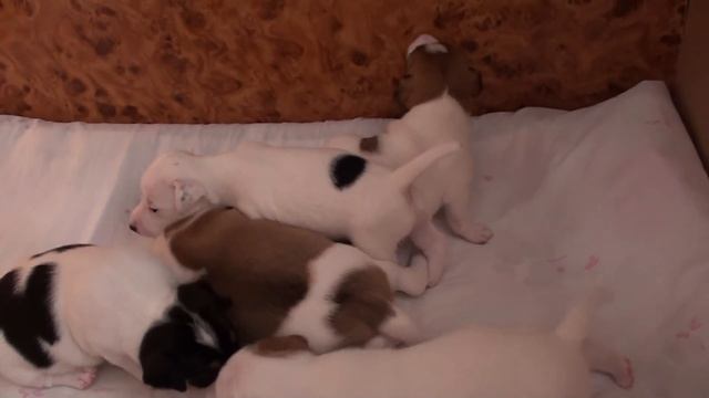 Джек Рассел терьеры 3 недели