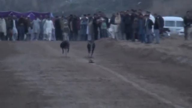 Dog RaCe Greyhound All in Pakistan 12.1.2019 Dadocha смотреть онлайн