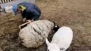 Приводим копыта овец в порядок