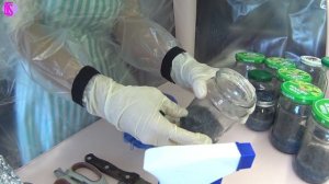 Посадка семян орхидеи в питательную среду, дома! Видео №5