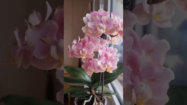 Какая Парфюмерная фабрика самая красивая? #orchid #орхидеи #peloric #бабочка #shorts #парфюмерная смотреть онлайн