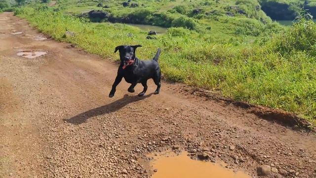 Different Types of Labradors and How to Identify Them смотреть онлайн