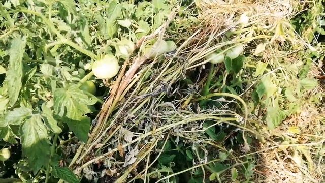 Первые томаты. Обзор гибридов: Солероссо f1, Хеппинет f1, Инкас f1. смотреть онлайн