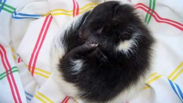 My Pet Skunk-Basil смотреть онлайн