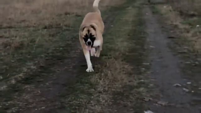 Кавказский волкодав Лайма смотреть онлайн