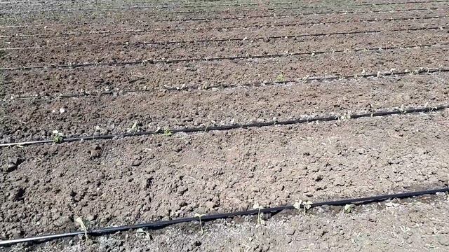 Клубника АЛЬБИОН закладка маточника. смотреть онлайн