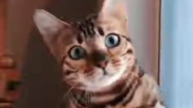 Тупая кошка смотреть онлайн