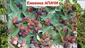 ЕЖЕВИКА АПАЧИ - МОРОЗОСТОЙКИЙ сорт БЕЗ ШИПОВ. ВКУСНАЯ ЯГОДА. ОПИСАНИЕ СОРТА, характеристики ОТЗЫВЫ