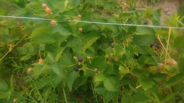 Ежевика садовая Вождь Джозеф.Моё первое впечатление о данном сорте смотреть онлайн