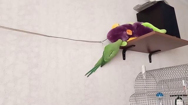 попугай канатоходец смотреть онлайн