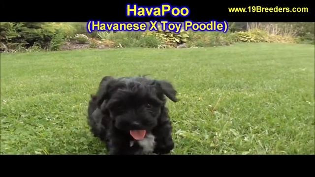 Hava, Puppies, Puppies, For, Sale, In, East Honolulu, Hawaii, HI, Makaha, Pukalani, Haiku Pauwela, смотреть онлайн