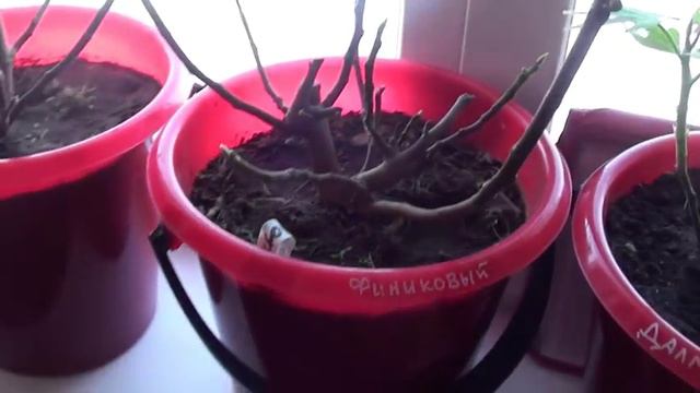 Инжир просыпается после зимы. Инжир после хранения в подвале просыпается смотреть онлайн