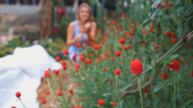 Grow Gomphrena Globosa From Seed & Harvest this Beautiful Cut Flower in Your Garden смотреть онлайн