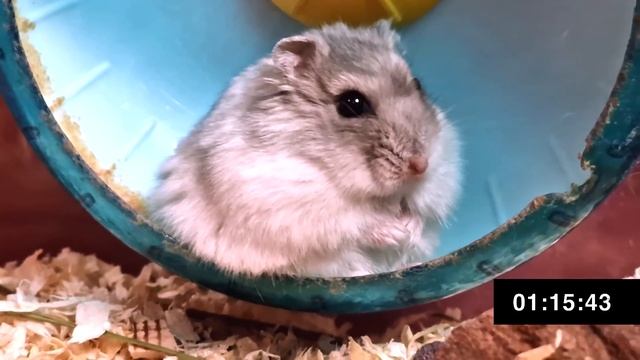 СКОЛЬКО ВРЕМЕНИ ХОМЯК МОЖЕТ НЕ МОРГАТЬ смотреть онлайн