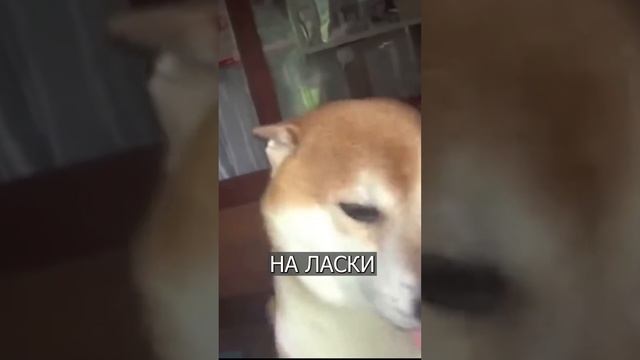 В Японии у СОБАКИ есть свой магазин смотреть онлайн