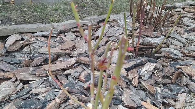 ОТКЛЮЧИЛИ СВЕТ НА ВЕСЬ ДЕНЬ! Как спасаем инкубаторы / УБОРКА В САДУ. Пришло ТЕПЛО смотреть онлайн