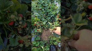 Обзор клубники сорт сан Андреас август месяц