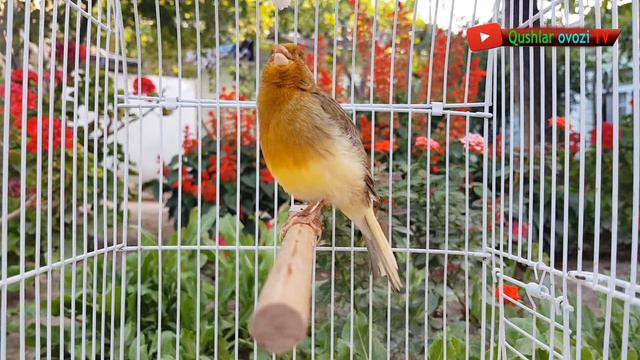 HD video training Canary singing training lesson смотреть онлайн