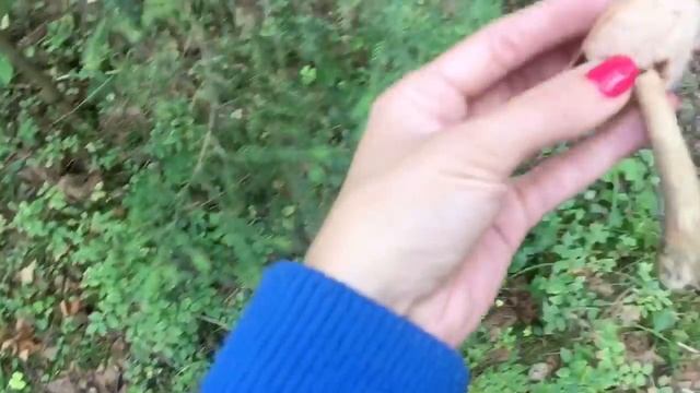 ГРИБНОЙ СЕЗОН ОТКРЫТ ?/ЛЕС ЛЕНИНГРАДСКОЙ ОБЛАСТИ смотреть онлайн