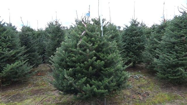 Пихта Фразера (срезанная новогодняя пихта)  22285