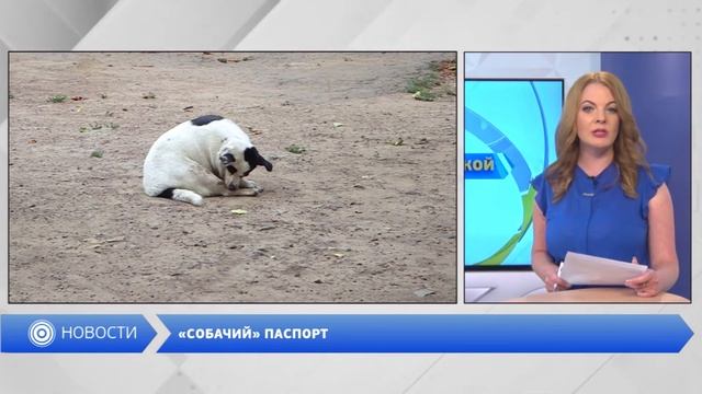 «Собачий» паспорт смотреть онлайн