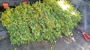 Заработок на лекарственных травах. Сбор донника.