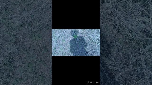 Грибные тропинки у дома.