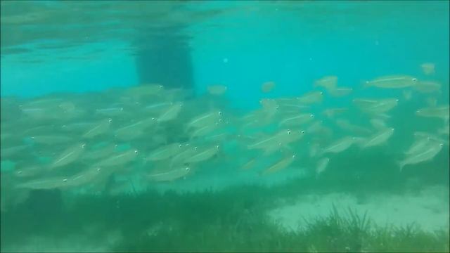 Dookoła Australii #6 - Miasto Cairns, Green Island i Wielka Rafa Koralowa смотреть онлайн