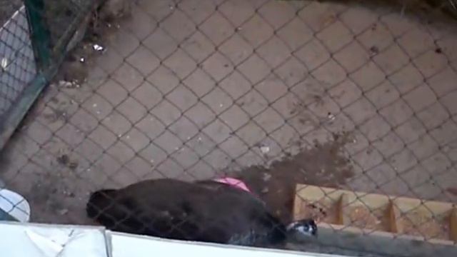 Павлины: мальчик и девочка смотреть онлайн