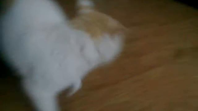 очень смешной кот смотреть онлайн