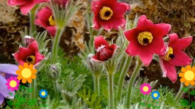 Прострел обыкновенный Рубра (Rubra). Краткий обзор, описание характеристик, где купить саженцы смотреть онлайн