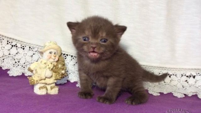 Маленькие Британcкие котята. Купить котенка. Питомник House Arletta British