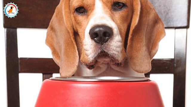 Important Tips For New Beagle Owners/ Beagle puppy care смотреть онлайн