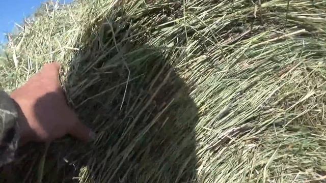 Первые рулоны сена новым прессом. Сенокос 2020. смотреть онлайн