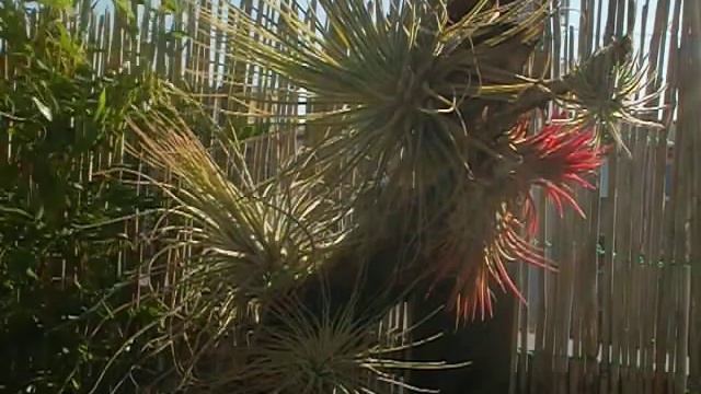 Tillandsias смотреть онлайн