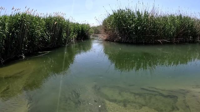 Открытия Сезона рыбалка в Дельте на острове. Бешенный клёв Змееголова смотреть онлайн