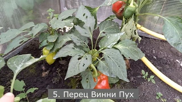 ТОП-5 Перцев, которые всегда вызревают к концу августа в холодных регионах, сладкие и вкусные смотреть онлайн
