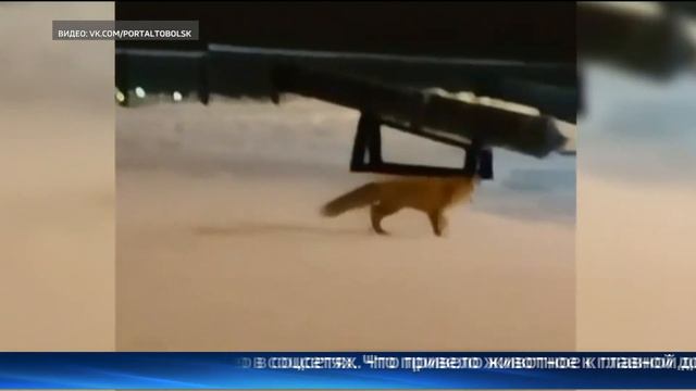 Очевидцы заметили дикую лису в Тобольском Кремле смотреть онлайн