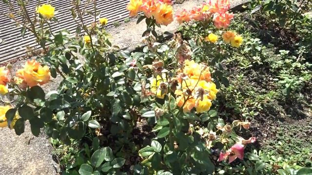 Rosa ´Goldmarie´ смотреть онлайн