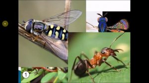 Класс Насекомые. Урок биологии.