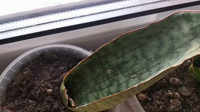 Сансевиерии в феврале?Обзор комнатных растений?Ханни Голд?Блэк Голд?Голден Флейм?Кирки Блю?Манолин смотреть онлайн