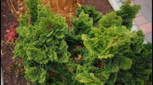 Кипарисовики. Самые устойчивые сорта для вашего сада.