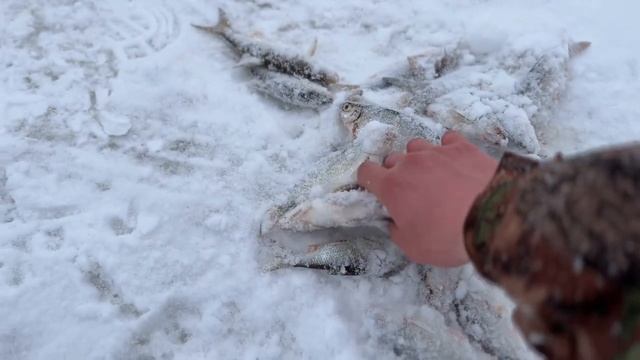 Рыбалка на р. Вазуза. Рыба бастует. Лупим плотву. смотреть онлайн