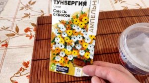 Тунбергия. Стремительное прорастание семян и быстрый рост сеянцев.